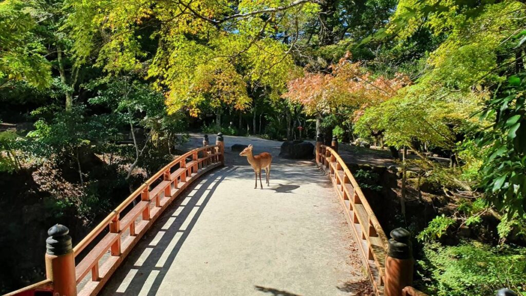 miyajima-deer-bridge