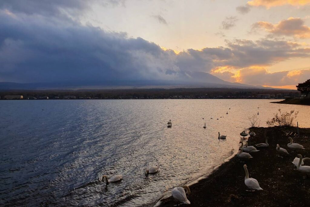 diamond-fuji-swans