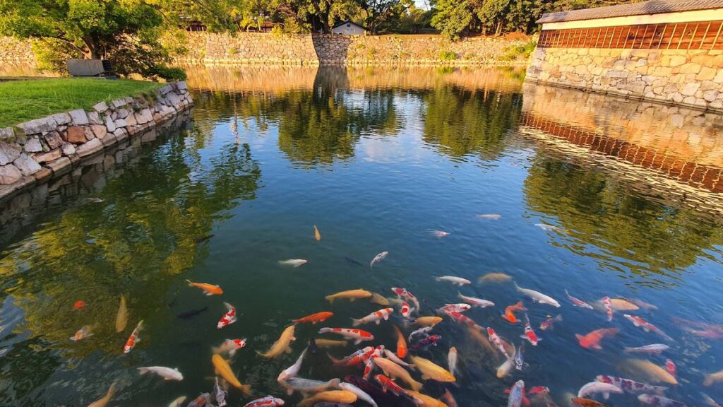 Hiroshima-castle-moat-koi-fish